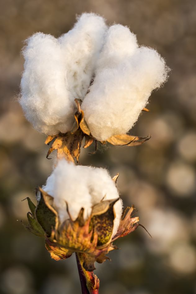 Organic cotton and fashion- gabrielfariasiribarren.com